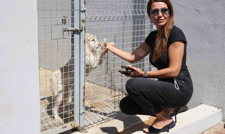 Antalya'daki sokak hayvanları için umut ışığı: bakım ve rehabilitasyon merkezi