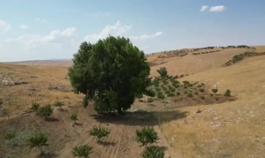 Kahramanmaraş'taki 300 yıllık kavak ağacı doğanın serinlediği nokta