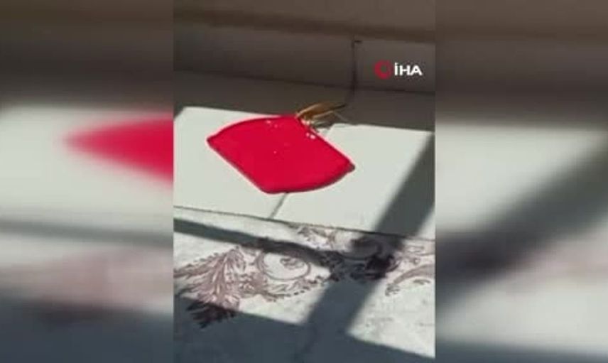 Burdur'da balkonuna gelen dev çekirgeyi su ile besleyen vatandaşın ilginç anları