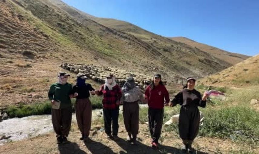 Yüksekova'daki berivanlar sıcak havada süt sağımında gölgelik talep ediyor