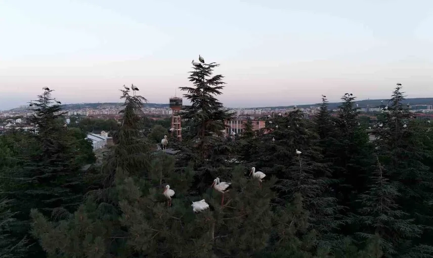 Eskişehir'de mola veren leyleklerin dron görüntüleri büyüledi