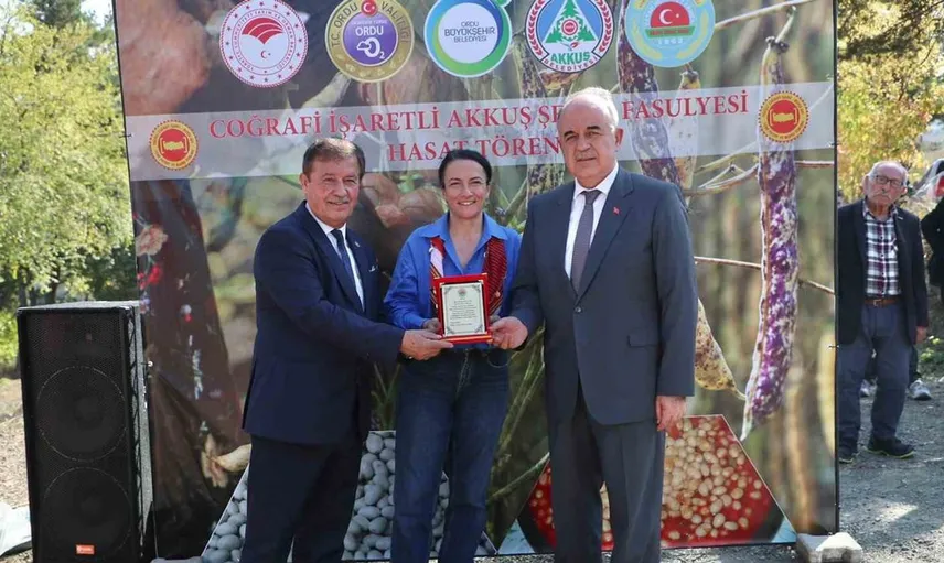 Akkuş şeker fasulyesi üretiminde büyük artış: Çiftçiler bereketi artırıyor