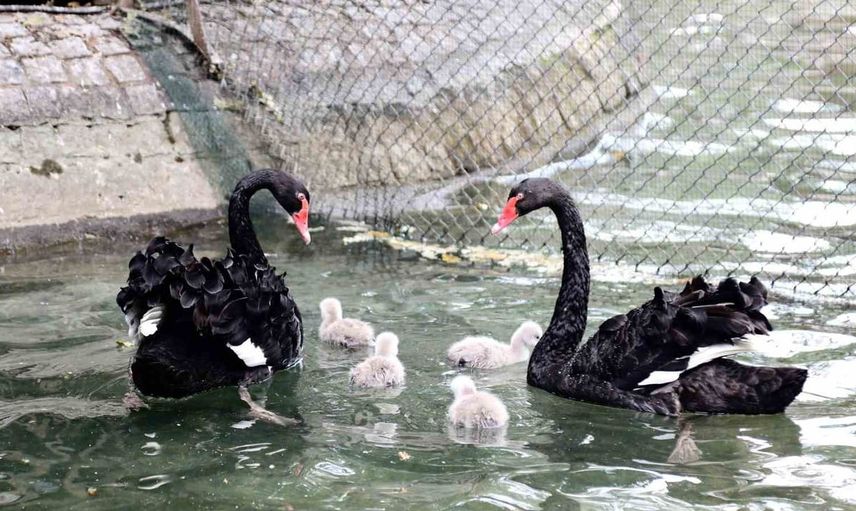 Kuğulu Park’ta yeni yavru kuğular dikkatleri üzerine çekiyor