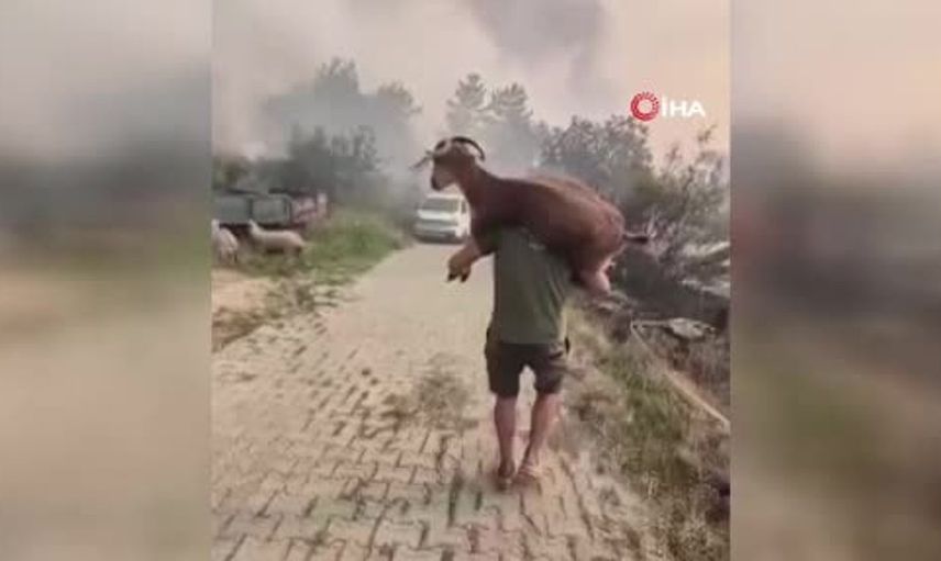 Yangından kurtardığı keçiyi sırtında taşıdı