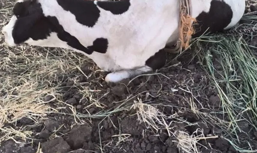 Reyhanlı'da bataklığa düşen inek, itfaiye ekipleri tarafından kurtarıldı