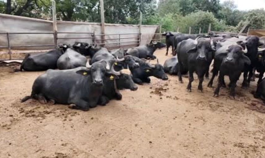 Tekirdağ'daki kadınların manda üretimi ile sabahları başlıyor