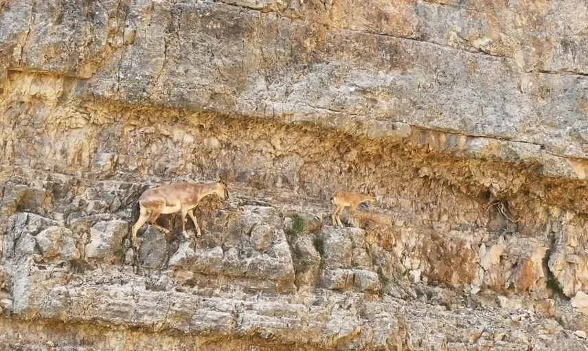Gümüşhane'de yaban keçileri arasındaki tırmanış dersi göz kamaştırıyor