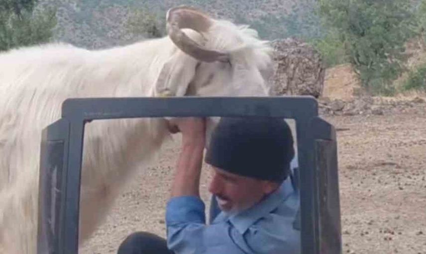 Fenomen çobanın hava durumu sunumu ve keçisiyle eğlenceli mücadelesi