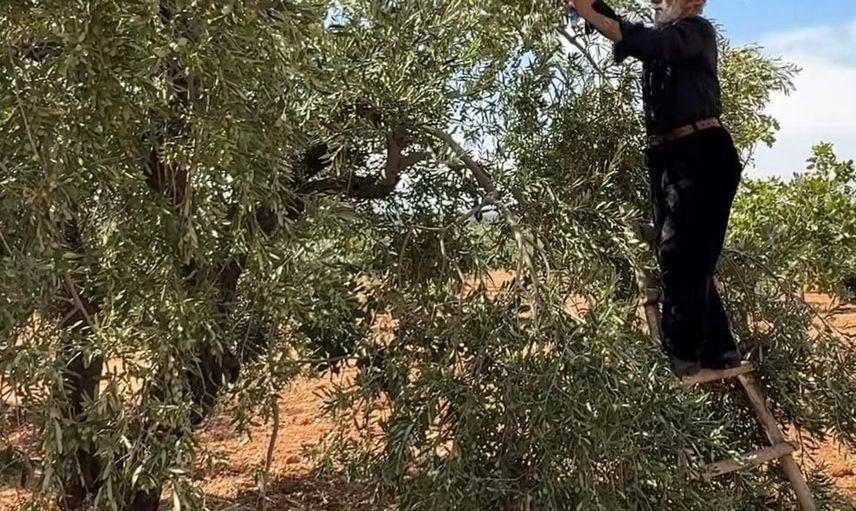 Gaziantep’te yeşil zeytin hasadı başladı