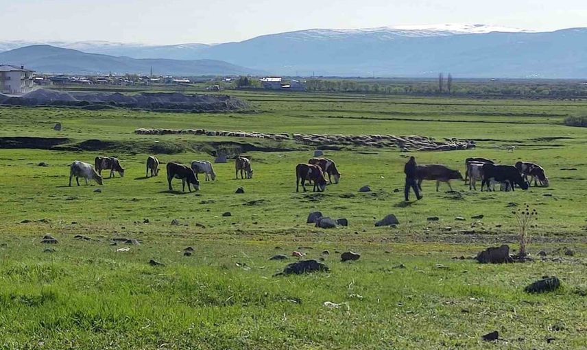Ardahan'da kuduz vakası sonrası karantina önlemi alındı