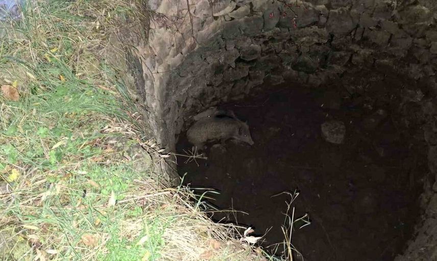 Çorum'da mahsur kalan domuzları kurtarmak için yerel kahraman seferber oldu