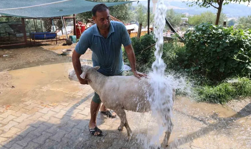 Adana'da sıcak hava koyunları serinletme yöntemlerini artırdı