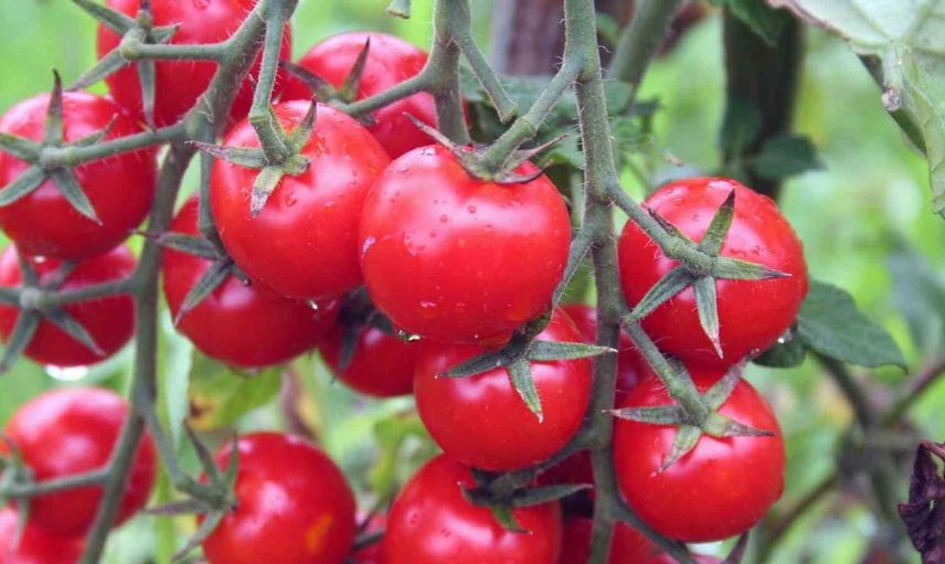 Muğla ihracatında Eylül ayı rekoru: Dış ticaret fazlası büyüyor