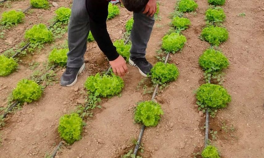 Bolvadin'de tarım öğrencilerinin uygulamalı eğitim faaliyetleri gözden geçirildi