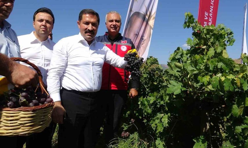 Hatay'da üzüm hasadı başladı: 85 bin ton rekolte beklentisi