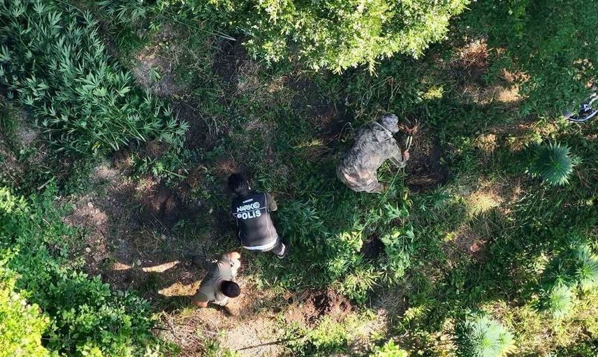 Samsun'da uyuşturucu operasyonu: hasat edilmeye hazır 782 kök kenevir ele geçirildi