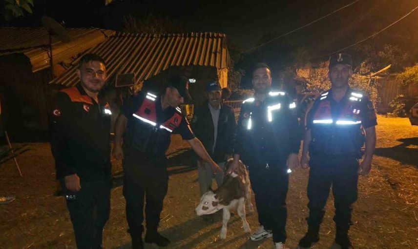 Bilecik'te kaybolan büyükbaş hayvan, tarlada yavruladı