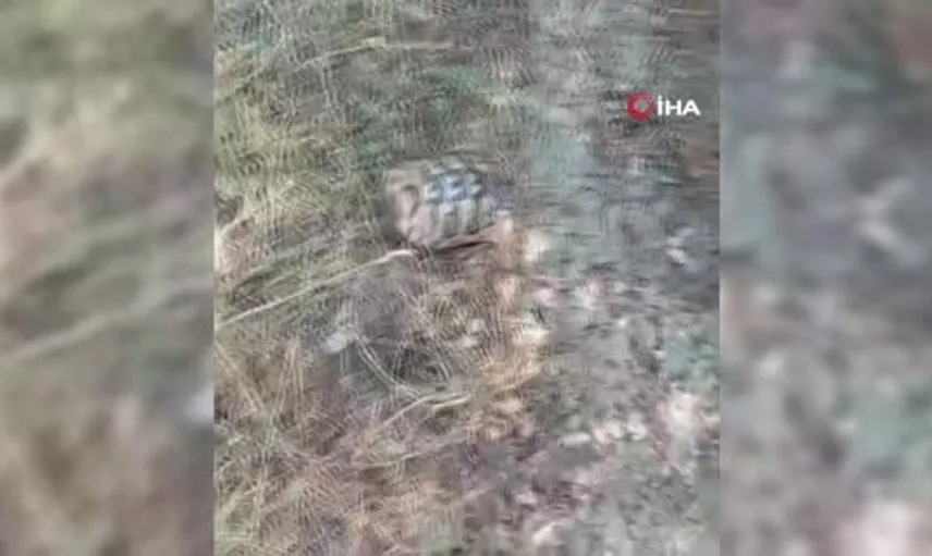 Bolu'daki orman yangınında kahramanlık örneği: Kaplumbağayı kurtaran gazeteci