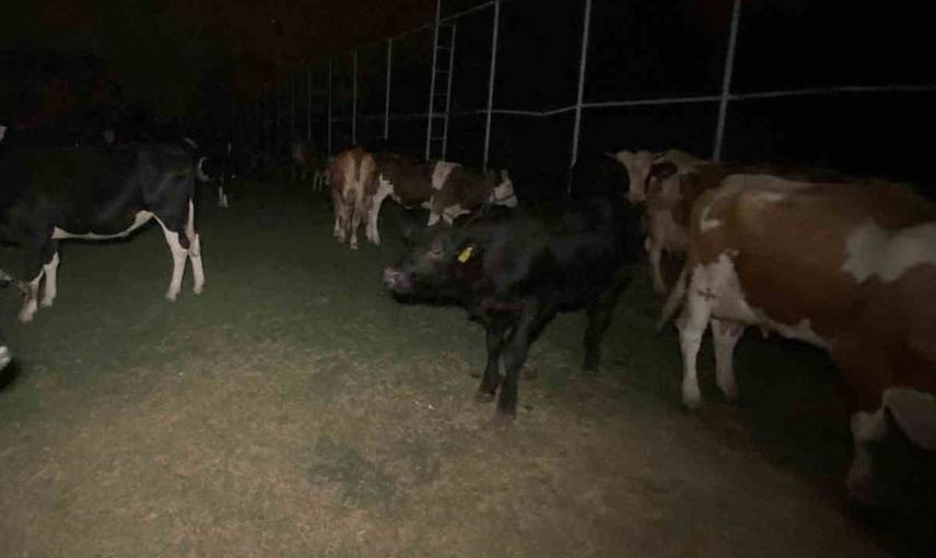 Orman yangını nedeniyle hayvanlar halı sahada güven altına alındı