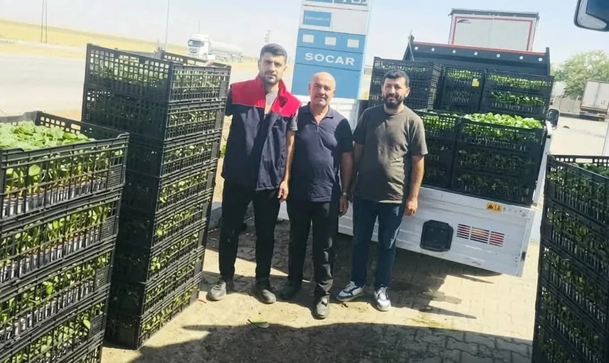 Cizre'de çiftçilere önemli destek: Yüzde 75 hibeli fide dağıtımı başladı
