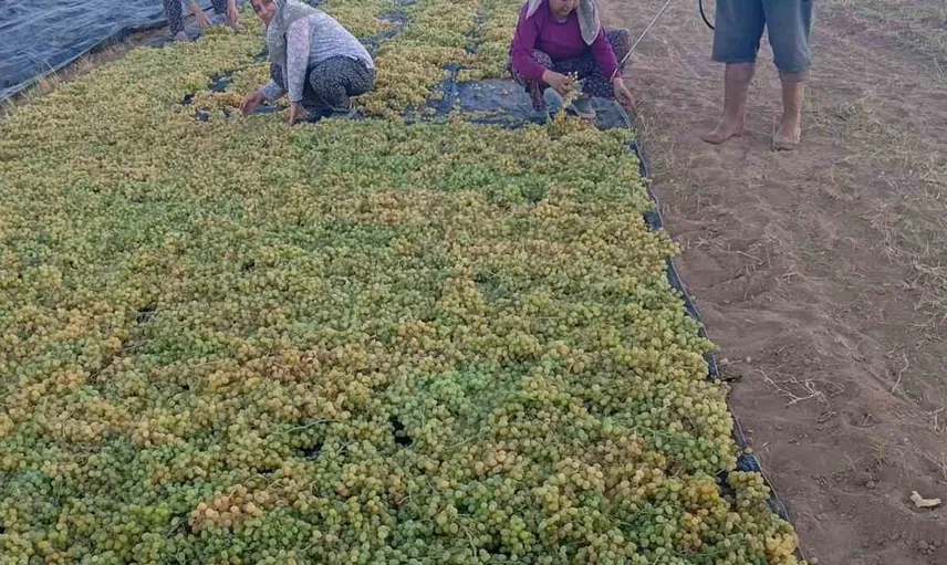 Sarıgöl'de üzüm fiyatlarındaki dengesizlik çiftçileri kuru ürüne yönlendirdi