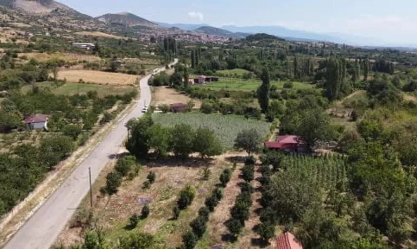 Çiçek bamyası Amasya'nın gözdesi: Kadınlar geçim kaynağı yapıyor
