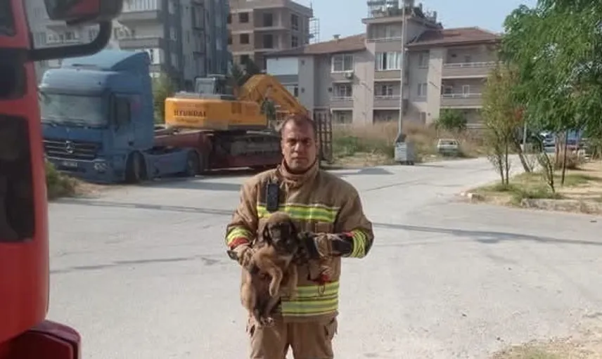 Hatay'da mahsur kalan sokak hayvanları hızlıca kurtarıldı