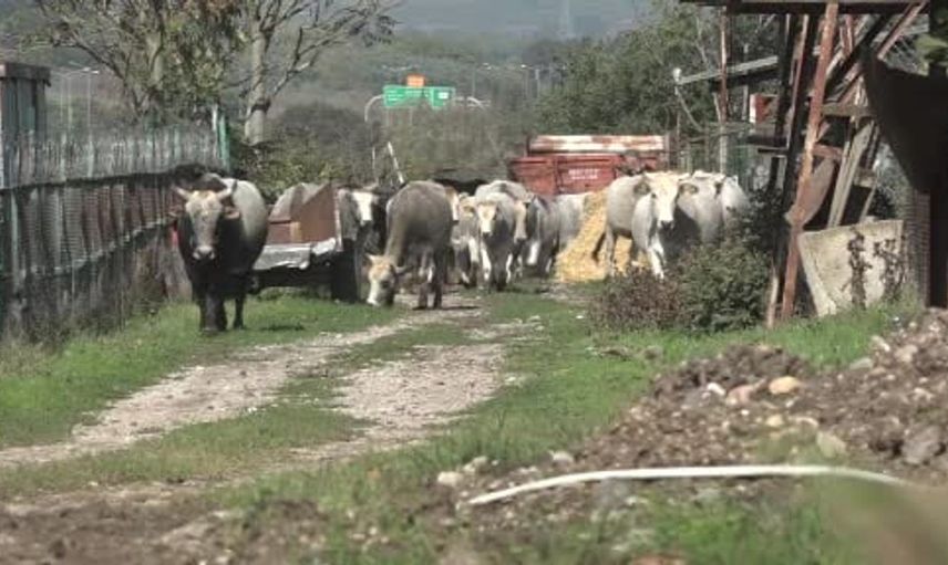 Yerli boz ırk sığır, hem et üretimi hem de orman koruma konusunda önemli bir rol üstleniyor