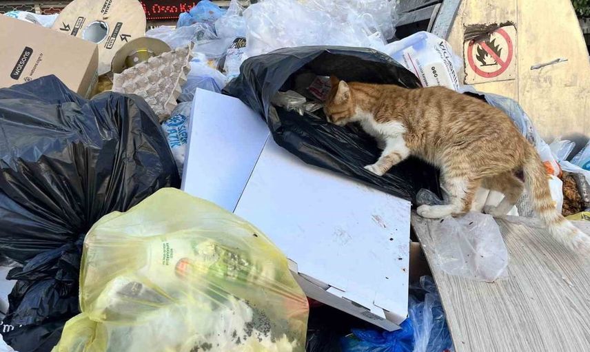 Karşıyaka'da evsel atıklar sorununa çözüm aranıyor: Çöp yığınları vatandaşları isyan ettirdi