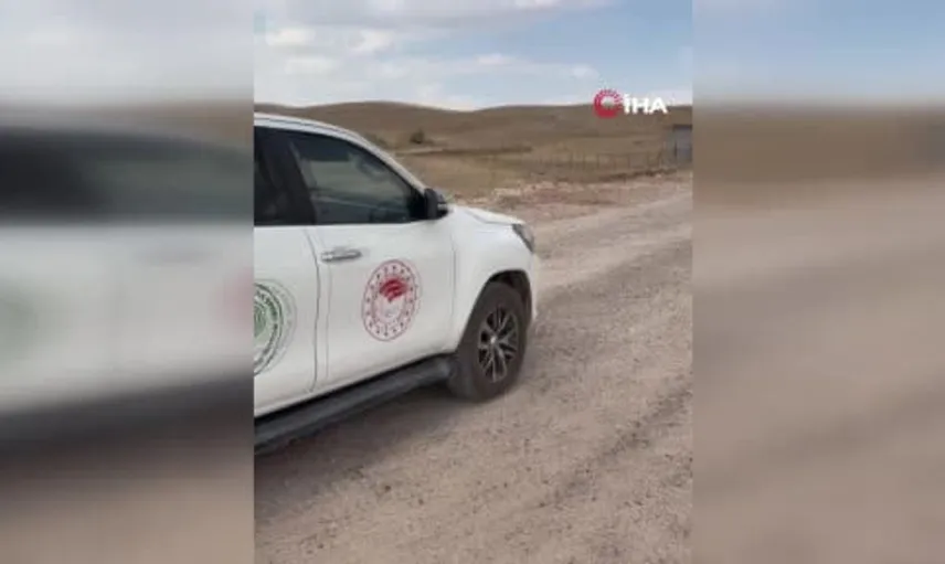 Mardin'de oklu kirpi tedavi edildikten sonra doğaya geri döndü