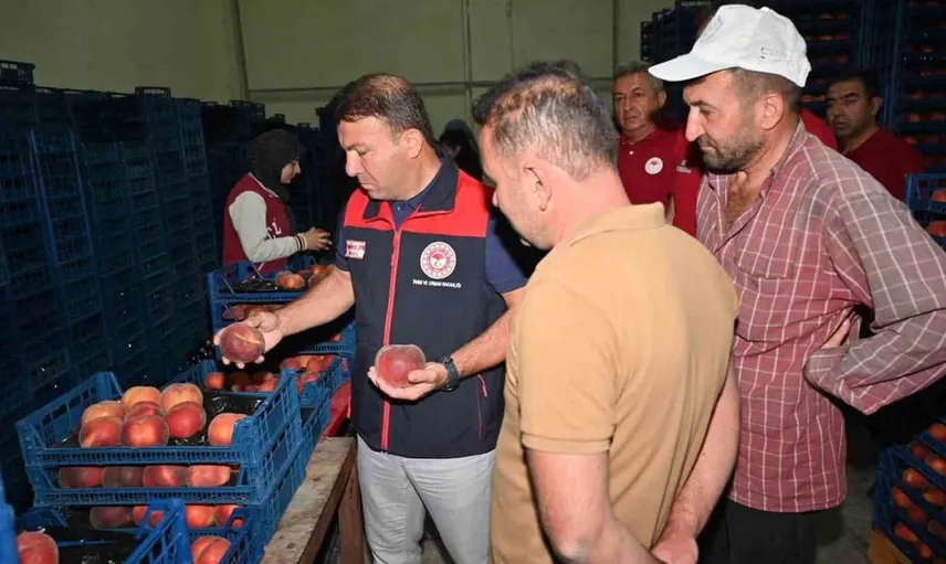 Çivril'de şeftali üretimi ve pazarlama süreçleri detaylıca incelendi