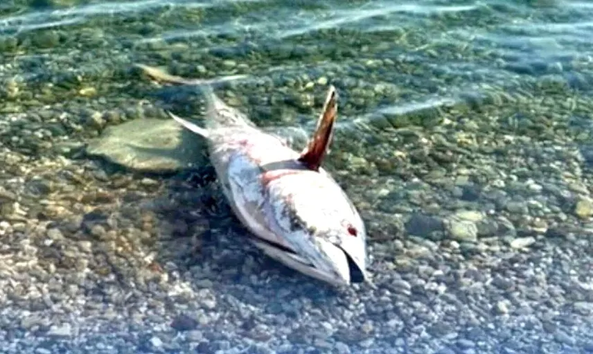 Çeşme ve Karaburun'da orkinos ölümleri endişe yaratıyor