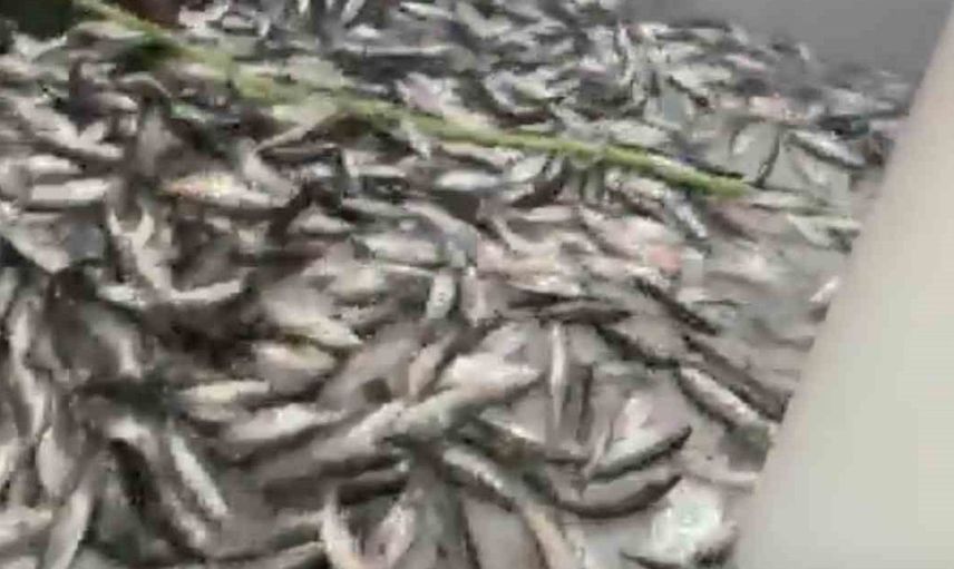 Trabzon'da palamut sezonu coşkusu: 1 Eylül'den itibaren bin 300 ton avlandı