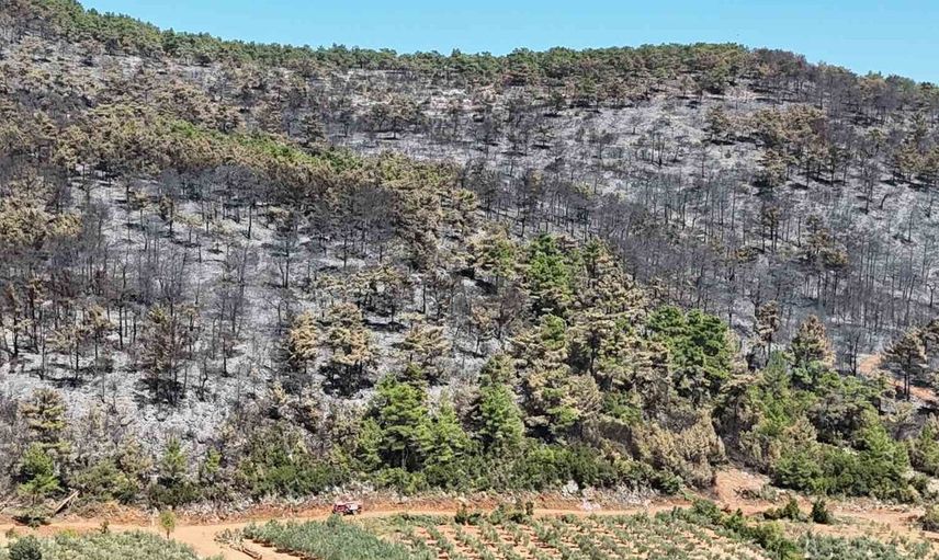 Muğla'daki yangın sonrası mavi umutlar karaya döndü: 150 hektar alan yok oldu