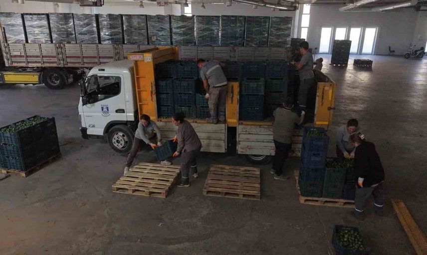 Bodrum'da yeşil mandalina hasadı ile üreticiler destekleniyor