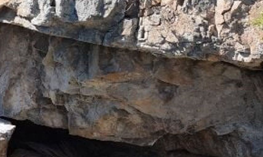 Artvin'deki kızıl akbabalar doğada görüntülendi