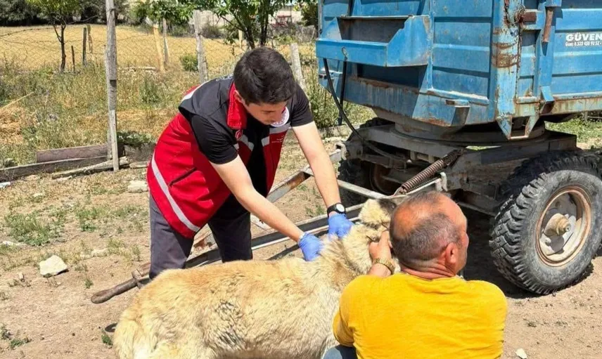 Yozgat Valiliği'nden köpek sahiplerine önemli uyarı: Kayıt ve aşı zorunluluğu