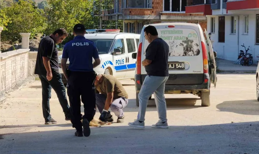 Sinop'ta sokak köpeğine vahşet: silahla vuruldu