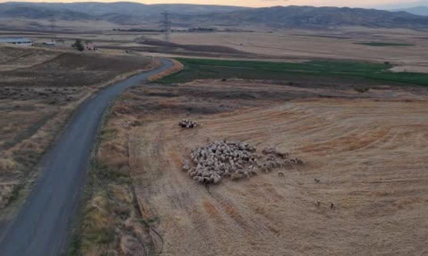 Çobanın hain planı deşifre edildi: 350 küçükbaş hayvan kurtarıldı