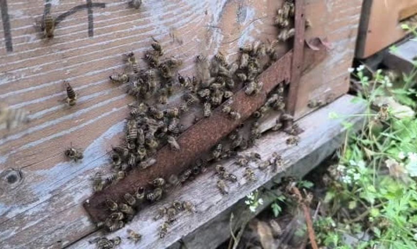 Kastamonu'da kestane balı hasadı başladı