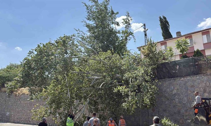 Eskişehir'de devrilen ağaç kara yolunu kısmen trafiğe kapattı