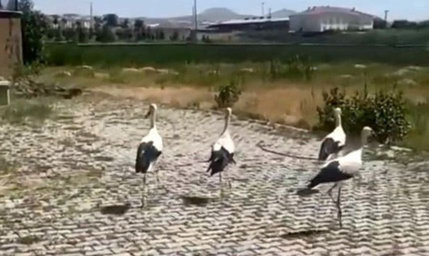 Bitlis'te tedavi edilen leylekler doğal yaşamlarına geri döndü