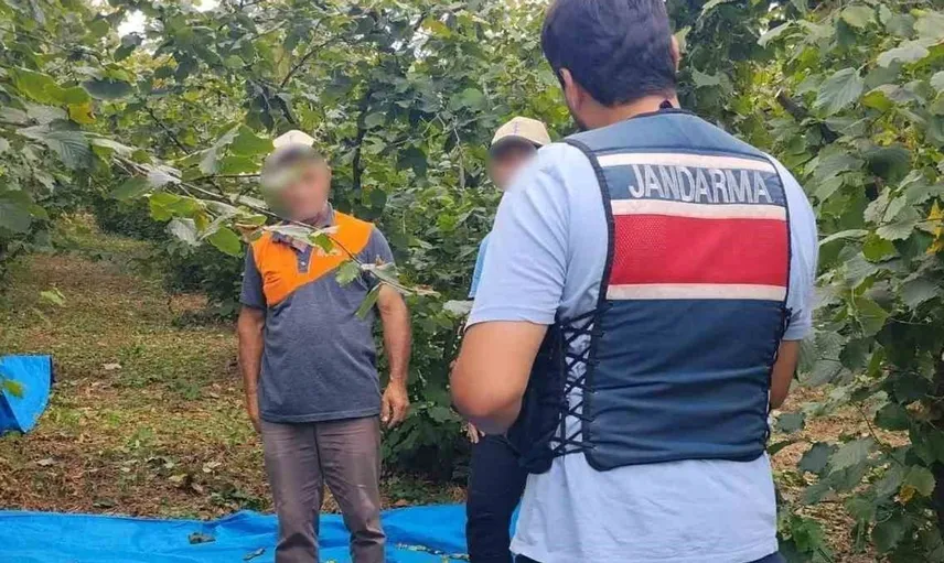 Fındık tarlalarında güvenlik önlemleri artırıldı: Jandarma 24 saat devriye geziyor
