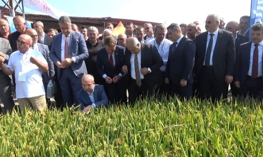 Bafra'da çeltik ağası seçimi yapıldı: Osman Akbaş'a ilk unvan verildi