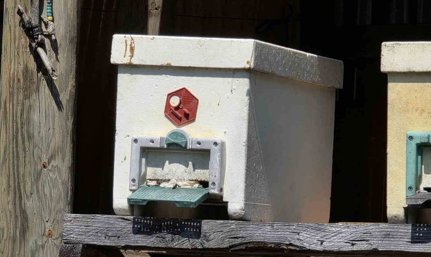 Macahel’de bal hasat sezonu başladı: Arıcılık ve doğal zenginlik vurgusu
