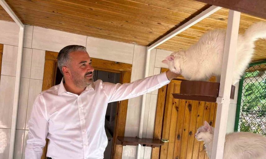 Ankara kedileri, 27 ülkede 7 gün 24 saat canlı izlenebiliyor