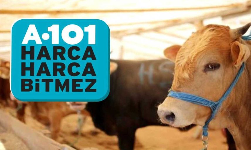 A101 Büyükbaş ve küçükbaş kurbanlık ne kadar? A101'de taksitle kurbanlık satılıyor mu?