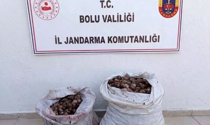 Bolu'da izinsiz salyangoz toplayan iki kişi yakalandı