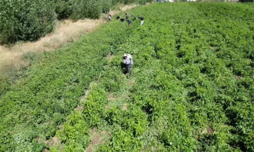 86 yaşındaki çiftçi Ahmet dede, biberleriyle bölge ekonomisine katkı sağlıyor