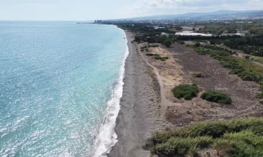 Mersin sahillerindeki kum zambakları koruma altında: Cezalar dikkat çekiyor